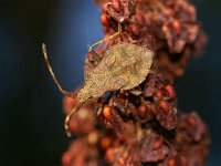 Coreus marginatus 4, Zuringrandwants, nymf, Foto Fitis-Sytske Dijksen