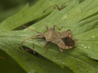 Coreus marginatus 5, Zuringrandwants, Saxifraga-Jan van der Straaten