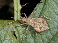 Coreus marginatus #03494 : Coreus marginatus, Zuringwants, larva 5e stage