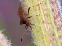 Coreus marginatus 7, Zuringrandwants, Saxifraga-Tom Heijnen