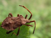 Coreus marginatus 22, Zuringrandwants, Saxifraga-Frank Dorsman  Coreus marginatus, ZuringwantsAW-duinen 300711