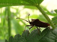 Coreus marginatus 23, Zuringrandwants, Saxifraga-Frank Dorsman  Coreus marginatus, ZuringwantsBredevoort 100811