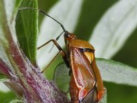 Deraeocoris ruber  N1018 : Deraeocoris ruber