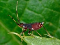 Deraeocoris ruber 5, Rode halsbandwants, Saxifraga-Ab H Baas