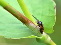 Deraeocoris ruber 7, Rode halsbandwants, Saxifraga-Tom Heijnen