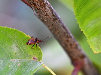 Deraeocoris ruber 8, Rode halsbandwants, Saxifraga-Tom Heijnen