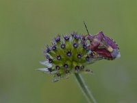 Dolycoris baccarum 12, Bessenwants, Saxifraga-Luuk Vermeer