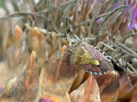 Dolycoris baccarum 15, Bessenwants, Saxifraga-Tom Heijnen