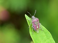 Dolycoris baccarum 16, Bessenwants, Saxifraga-Tom Heijnen