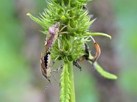 Dolycoris baccarum 17, Bessenwants, Saxifraga-Tom Heijnen