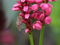 Dolycoris baccarum 18, Bessenwants, Saxifraga-Tom Heijnen