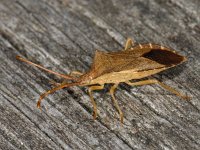 Gonocerus acuteangulatus #05222 : Gonocerus acuteangulatus, female