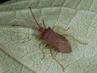 Gonocerus acuteangulatus #03580 : Gonocerus acuteangulatus