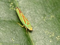 Graphocephala fennahi 21, Saxifraga-Tom Heijnen