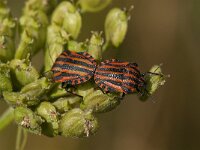 Graphosoma italicum 7, Pyjamaschildwants, Saxifraga-Jan van der Straaten