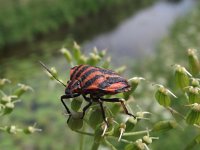 Graphosoma lineatum 9, Saxifraga-Frank Dorsman  Graphosoma lineatum, Pyjamawant​s Bredevoort 040611