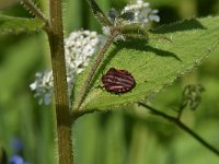 Graphosoma lineatum1, Saxifraga-Luuk Vermeer