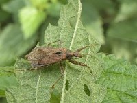 Himacerus apterus N0877 : Himacerus apterus