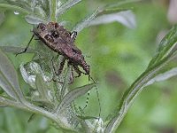 Himacerus apterus N0746 : Himacerus apterus