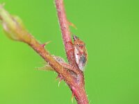 Kleidocerys resedae 19, Saxifraga-Tom Heijnen