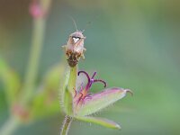 Lygus pratensis 10, Weideschaduwwants, Saxifraga-Tom Heijnen