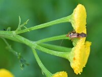 Lygus pratensis 13, Weideschaduwwants, Saxifraga-Tom Heijnen