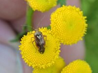 Lygus pratensis 14, Weideschaduwwants, Saxifraga-Tom Heijnen