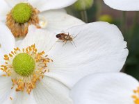 Lygus pratensis 5, Weideschaduwwants, Saxifraga-Tom Heijnen