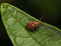 Lygus pratensis 9, Weideschaduwwants, Saxifraga-Tom Heijnen