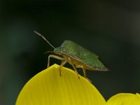 Palomena prasina, Green Shieldbug