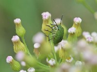 Palomena prasina 36, Groene schildwants, Saxifraga-Tom Heijnen