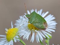 Palomena prasina 37, Groene schildwants, Saxifraga-Tom Heijnen