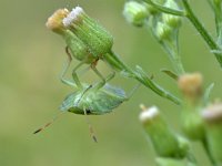 Palomena prasina 41, Groene schildwants, Saxifraga-Tom Heijnen