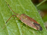 Pantilius tunicatus #09046 : Pantilius tunicatus