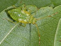 Pantilius tunicatus #09160 : Pantilius tunicatus, nymph 5e stage