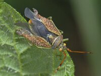 Pantilius tunicatus #09367 : Pantilius tunicatus