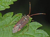 Pantilius tunicatus #09418 : Pantilius tunicatus