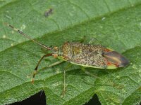 Pantilius tunicatus #09420 : Pantilius tunicatus