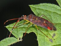 Pantilius tunicatus #09469 : Pantilius tunicatus