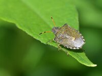 Peribalus strictus 6, Zuidelijke schildwants, Saxifraga-Tom Heijnen