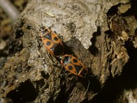 Pyrrhocoris apterus, Fire Bug
