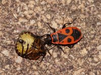 Pyrrhocoris apterus 12, Vuurwants, Saxifraga-Pieter van Breugel eating Nezara viridula, Saxifraga-Pieter van Breugel