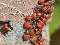 Pyrrhocoris apterus 16, Vuurwants, Saxifraga-Tom Heijnen