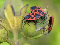 Pyrrhocoris apterus 23, Vuurwants, Saxifraga-Tom Heijnen