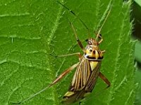 Rhabdomiris striatellus 8, Gestreepte eikenblindwants, Saxifraga-Ben Delbaere