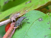 Rhaphigaster nebulosa 1, Grauwe schildwants, Saxifraga-Tom Heijnen