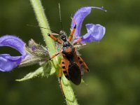 Rhinocoris iracundus, Orange Assassin Bug