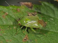 Apolygus spinolae