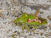 Cyphostethus tristriatus #06330 : Cyphostethus tristriatus, Juniper Shieldbug, Jeneverbesschildwants