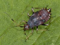 Deraeocoris ruber #08071 : Deraeocoris ruber, nymph 5e stage